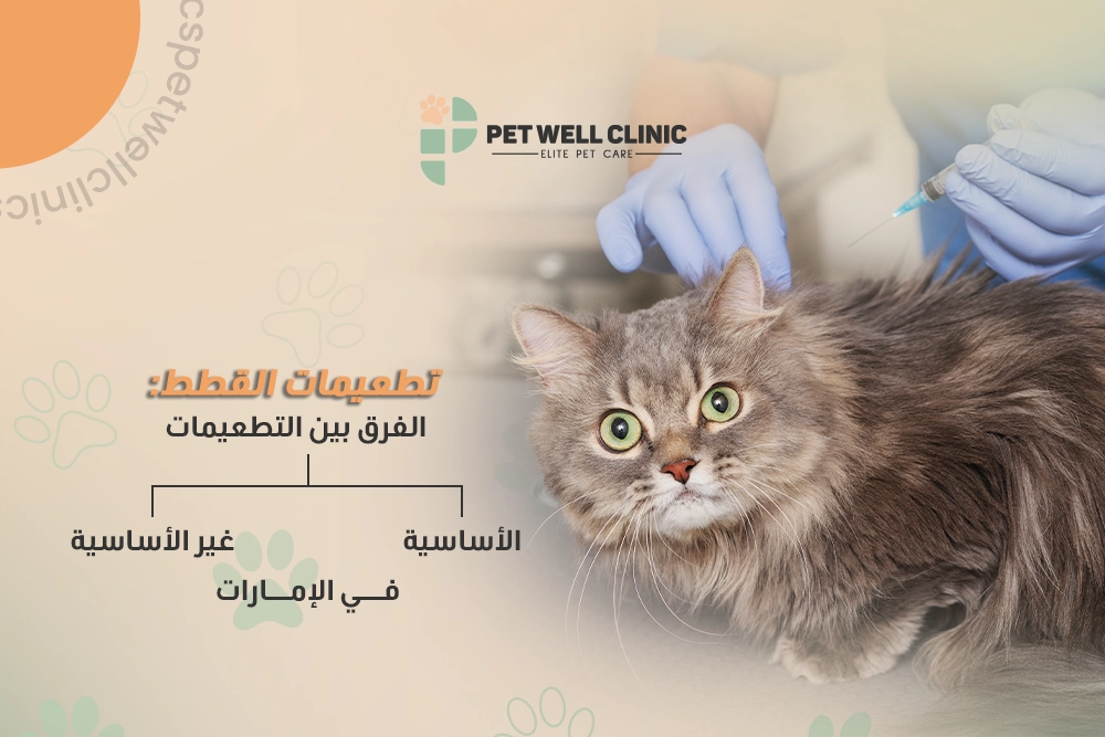 تطعيمات-القطط-الفرق-بين-التطعيمات-الأساسية-وغير-الأساسية-في-الإمارات تطعيمات القطط