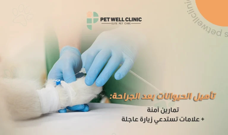 تأهيل الحيوانات بعد الجراحة