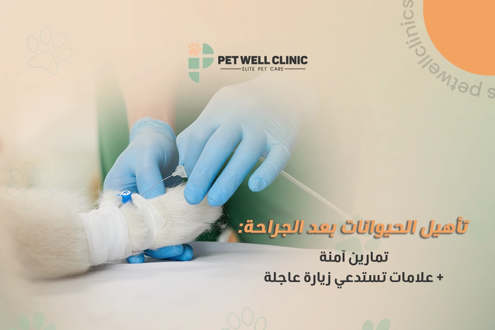 تأهيل الحيوانات بعد الجراحة