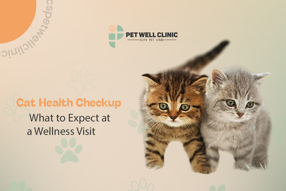 cat health checkup