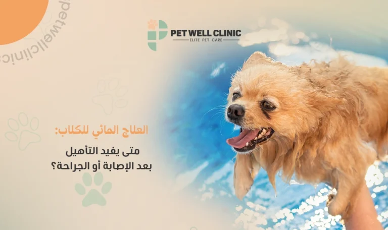 العلاج المائي للكلاب