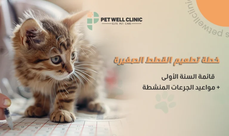 خطة تطعيم القطط الصغيرة