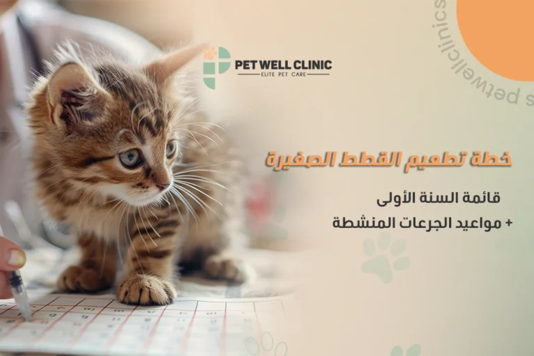 خطة تطعيم القطط الصغيرة