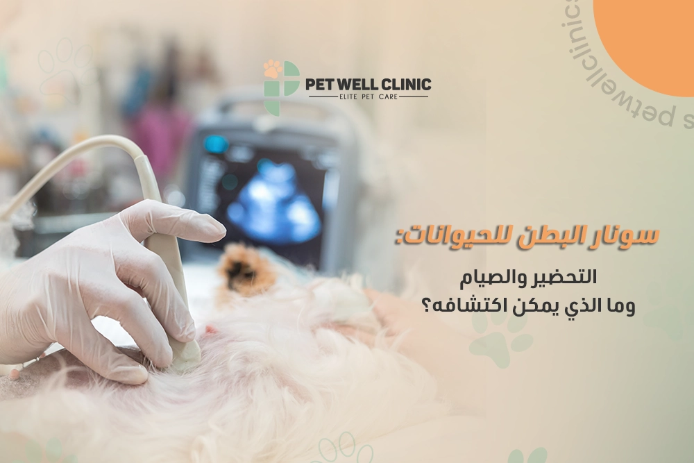 سونار البطن للحيوانات الأليفة