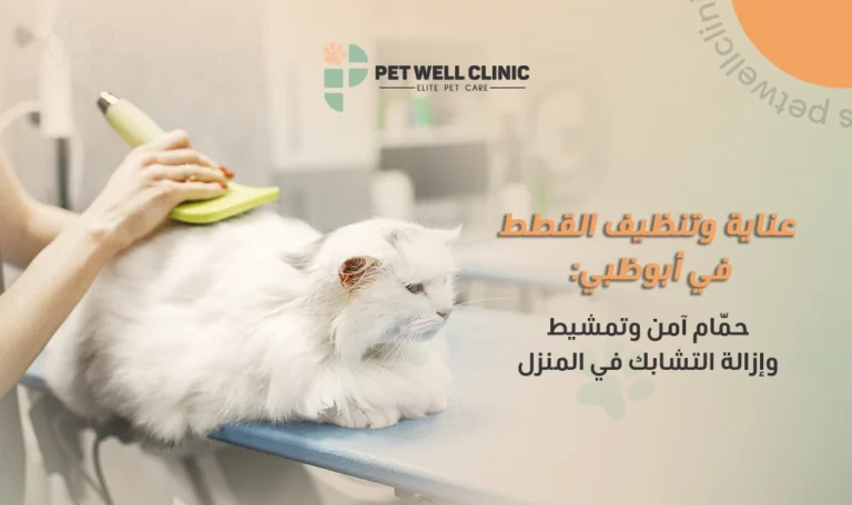 عناية وتنظيف القطط في أبوظبي