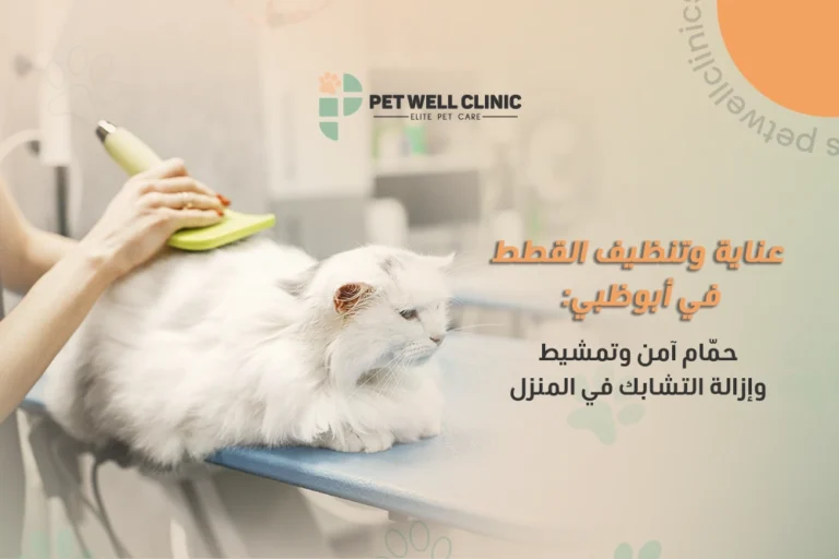 عناية وتنظيف القطط في أبوظبي