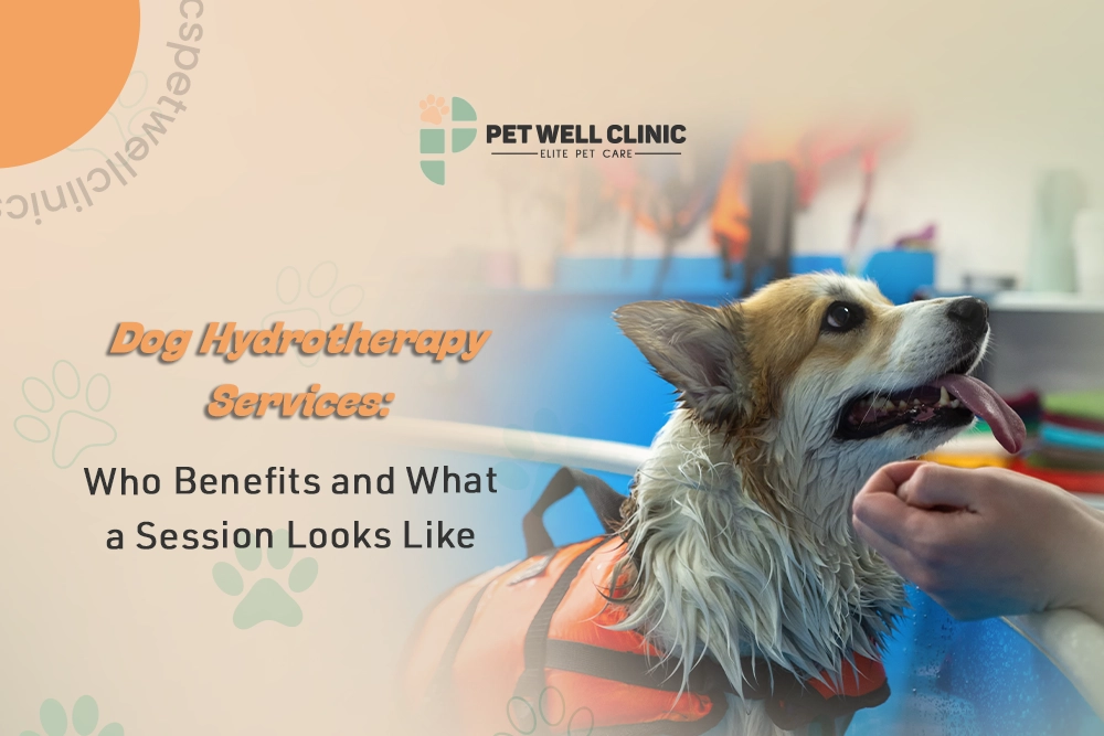 dog hydrotherapy services