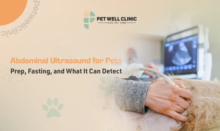 abdominal ultrasound for pets