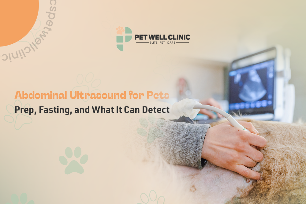 abdominal ultrasound for pets