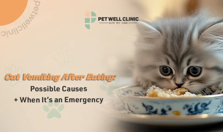 cat vomiting after eating