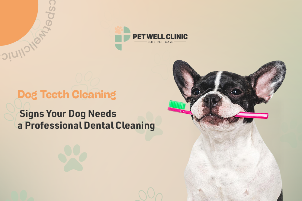 dog teeth cleaning