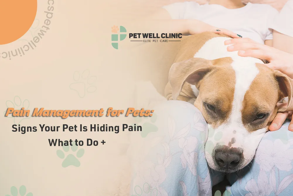 pain management for pets