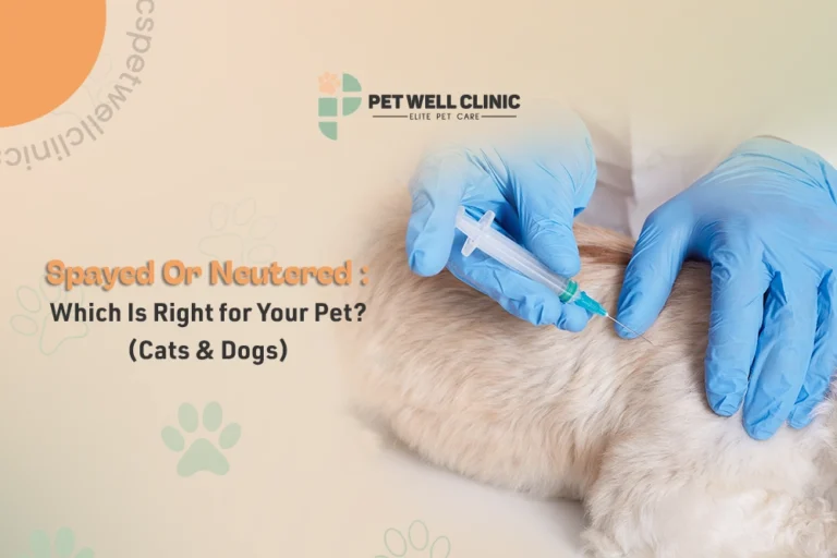 spayed or neutered