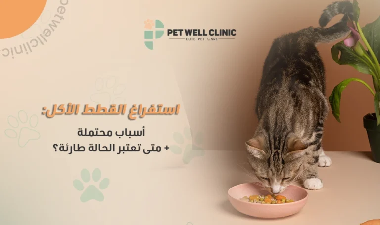 استفراغ القطط بعد الأكل