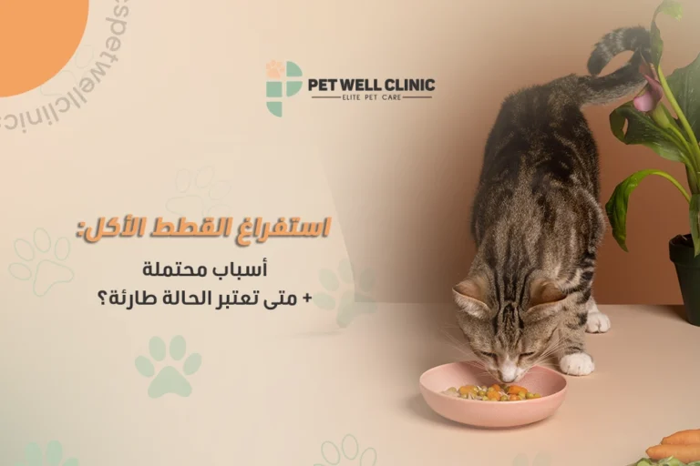 استفراغ القطط بعد الأكل