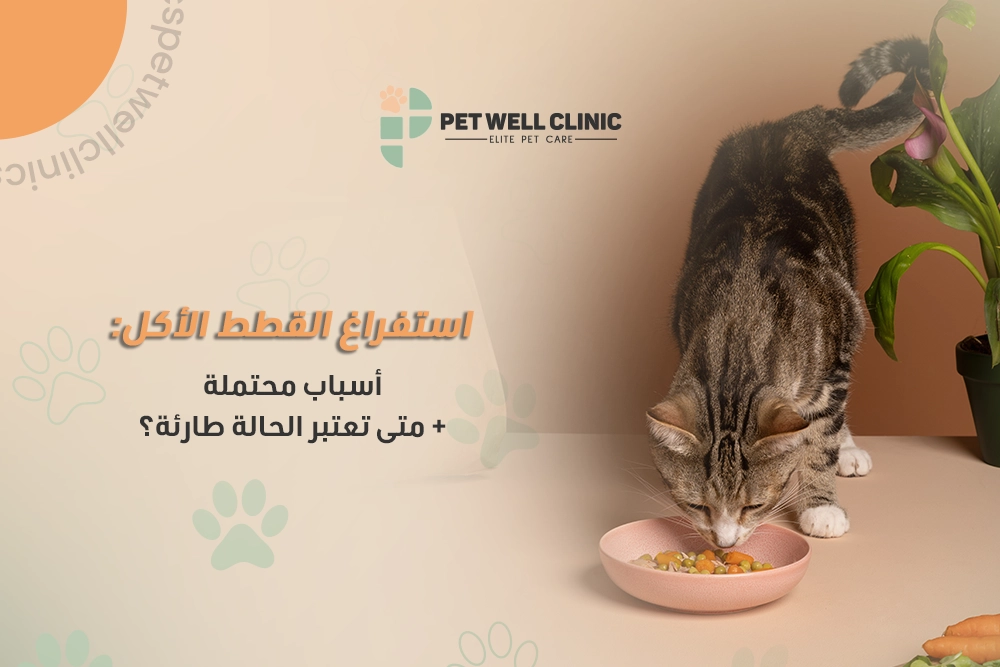 استفراغ القطط بعد الأكل