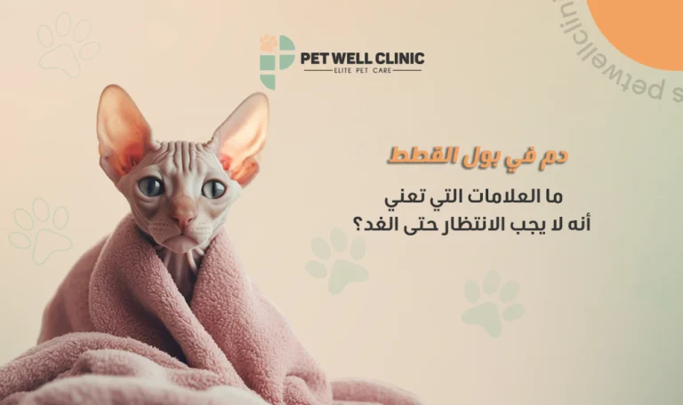 دم في بول القطط