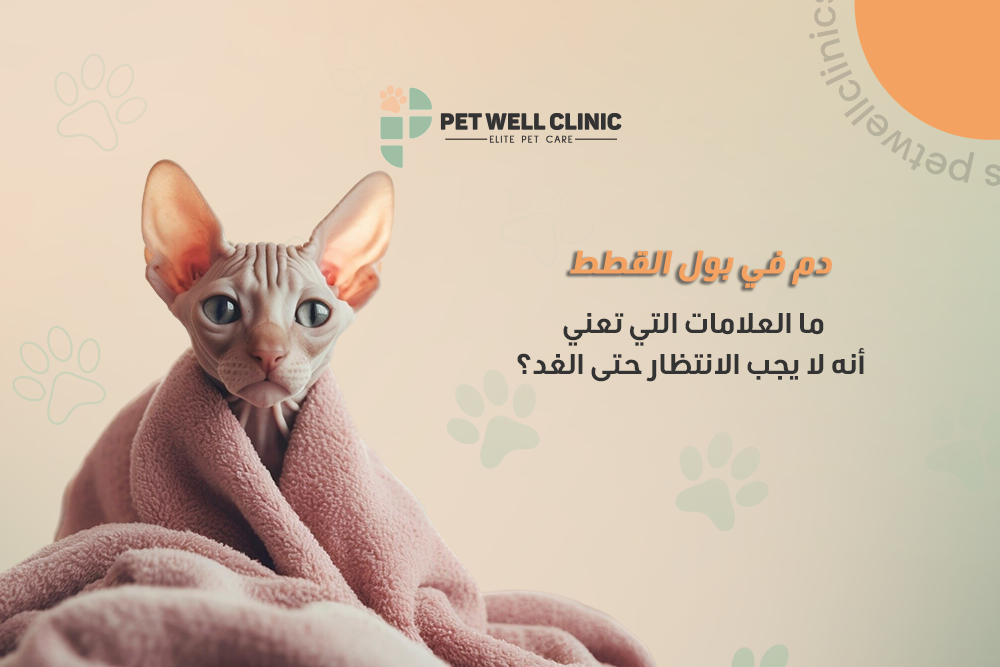 دم في بول القطط