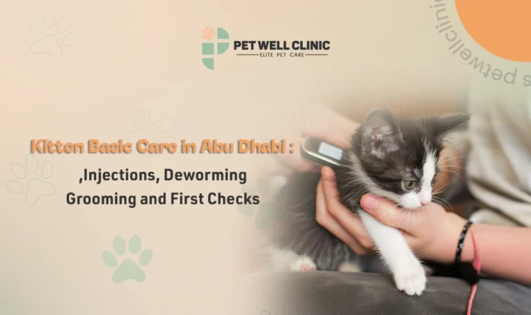 kitten basic care Abu Dhabi