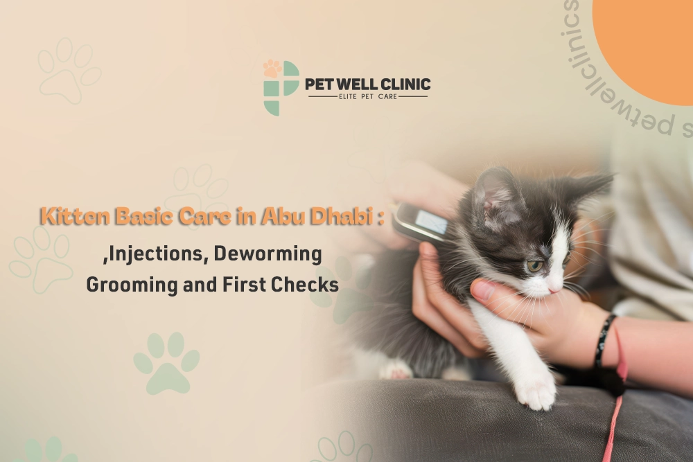 kitten basic care Abu Dhabi