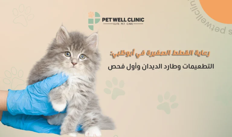 رعاية القطط الصغيرة في أبوظبي
