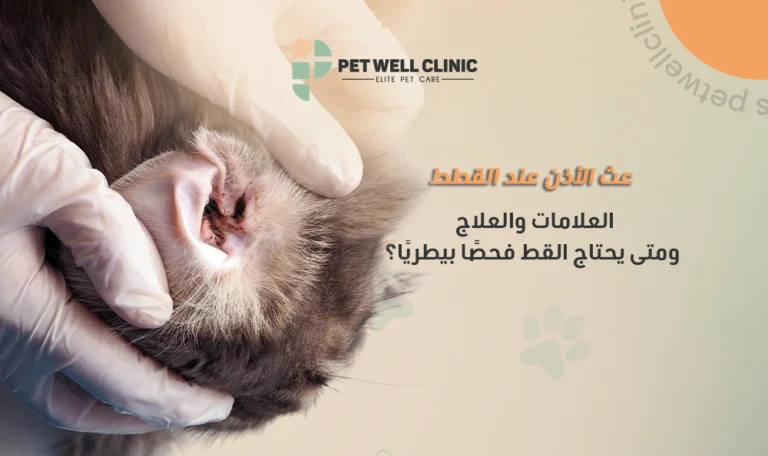 عث الأذن عند القطط