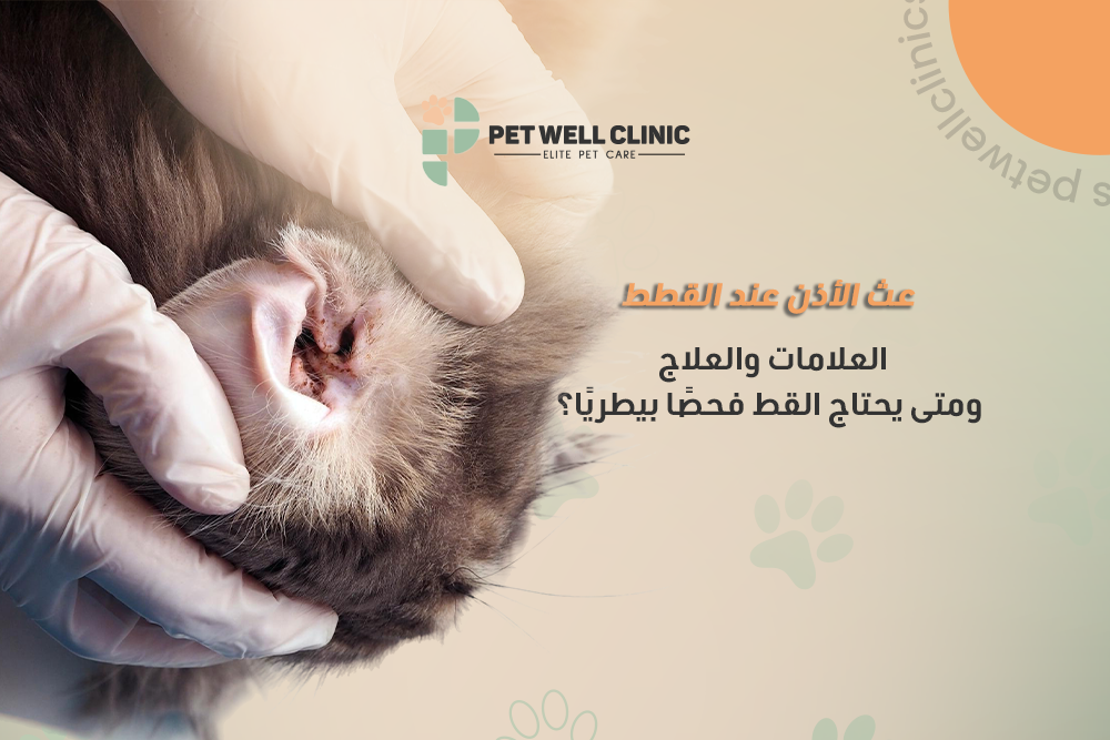 عث الأذن عند القطط