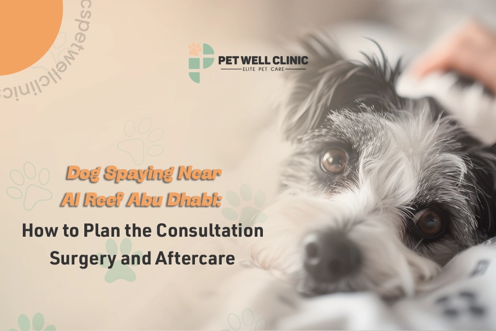 dog spaying Al Reef Abu Dhabi