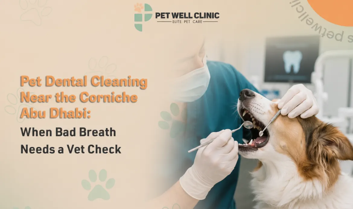 Pet Dental Cleaning Near the Corniche