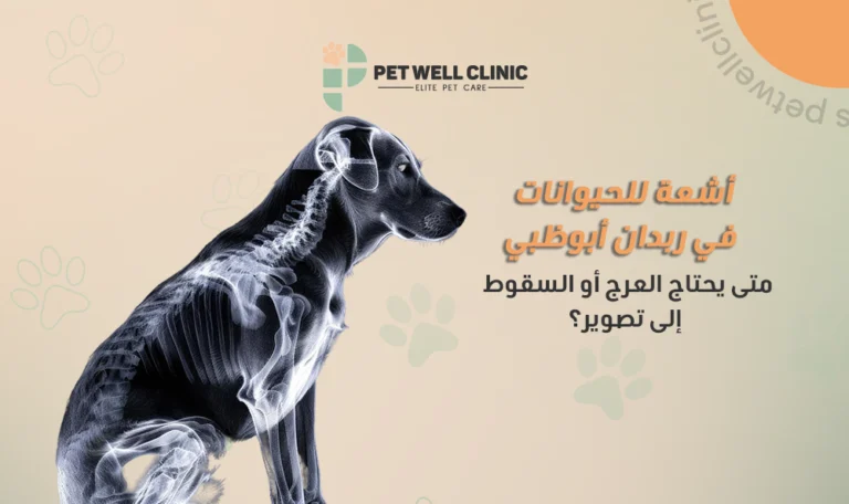 أشعة للحيوانات في ربدان أبوظبي