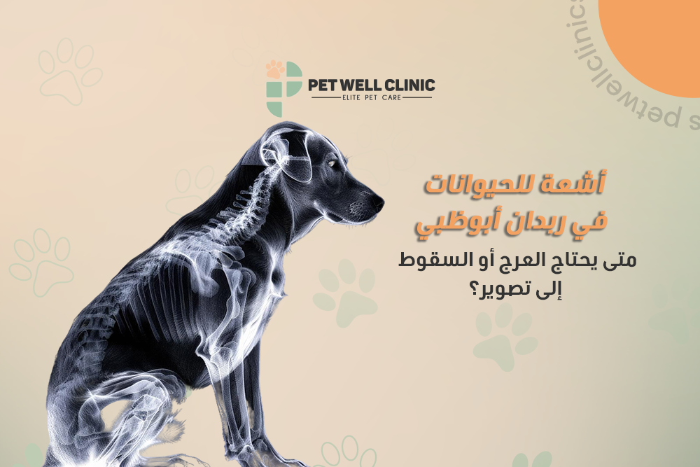 أشعة للحيوانات في ربدان أبوظبي