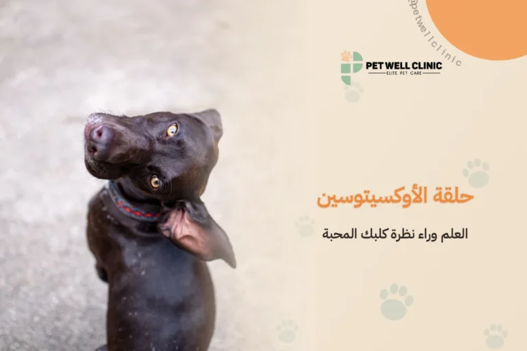 حلقة الأوكسيتوسين: العلم وراء نظرة كلبك المحبة