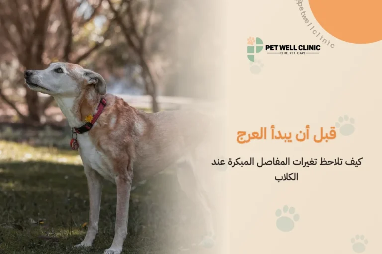 قبل أن يبدأ العرج: كيف تلاحظ تغيرات المفاصل المبكرة عند الكلاب
