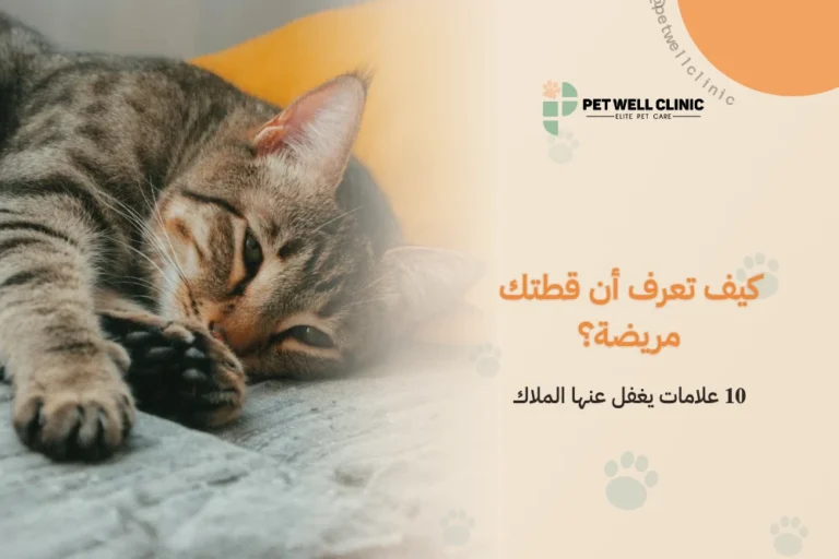 كيف تعرف أن قطتك مريضة؟: 10 علامات يغفل عنها الملاك