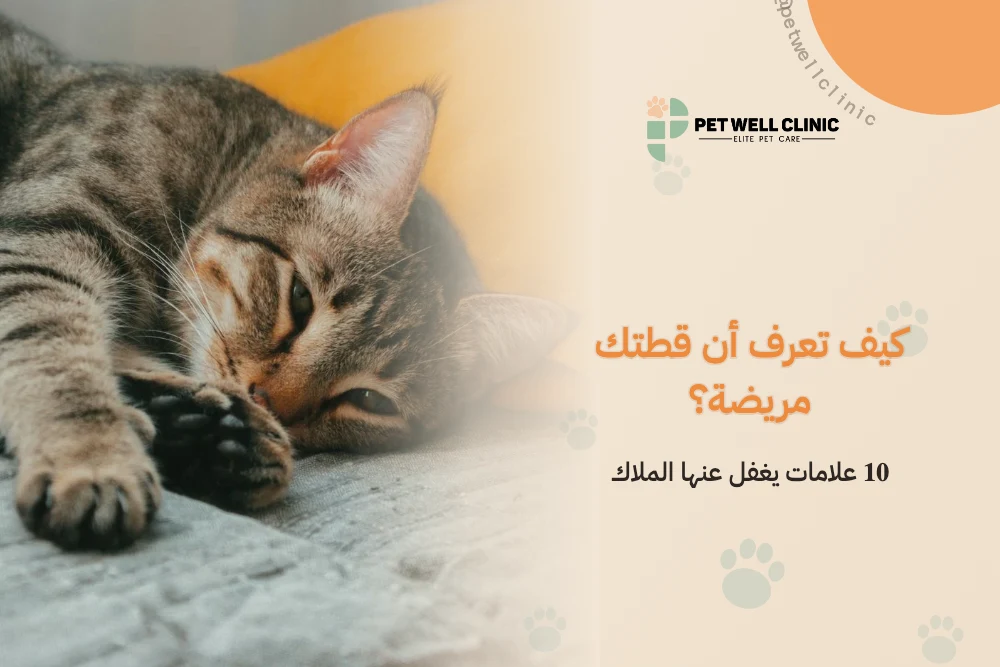كيف تعرف أن قطتك مريضة؟: 10 علامات يغفل عنها الملاك
