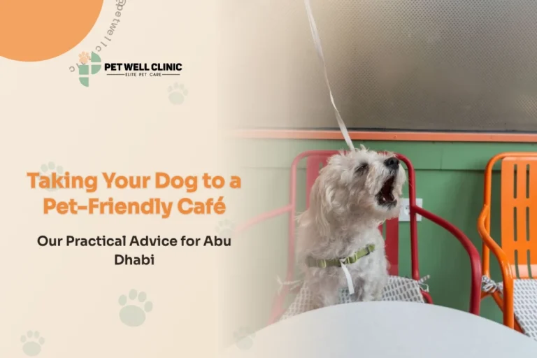 Taking Your Dog to a Pet-Friendly Café: Our Practical Advice for Abu Dhabi